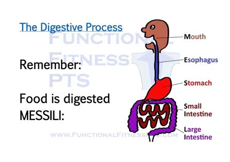 Ppt The Route Taken By Food During Digestion Powerpoint Presentation