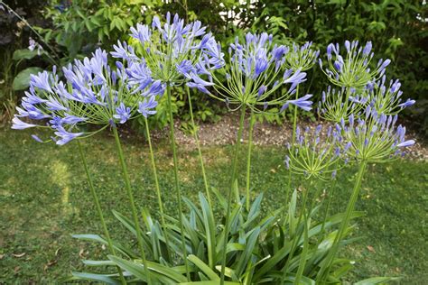 Agapanthe Plantation Entretien Et Multiplication