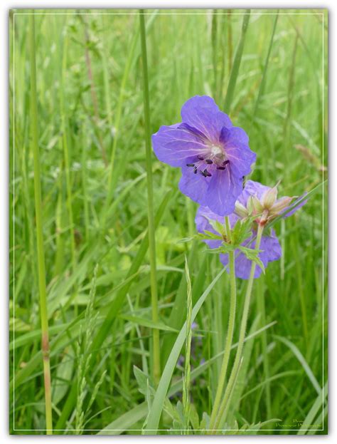 G Ranium Des Pr S Geranium Pratense Bergheim F Alsace Pierre