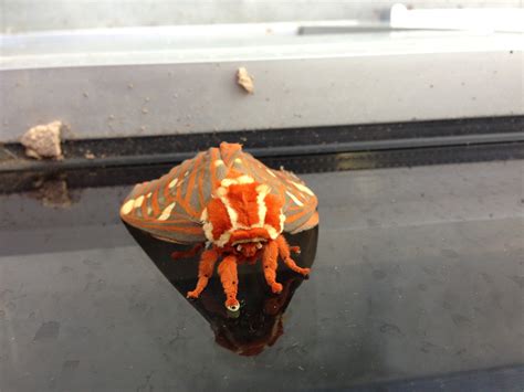 Happy National Moth Week! Regal moths are one of North America’s