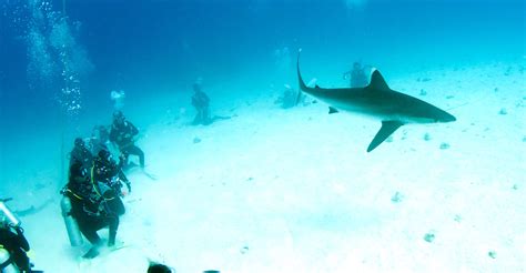 Cairns Reef Trips | Rum Runner