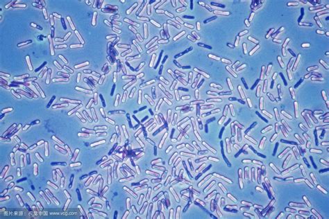 芽孢杆菌搜狗百科
