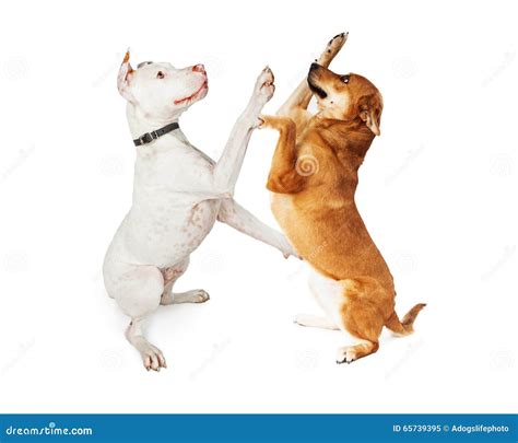 Two Large Breed Dogs Playing Stock Image - Image of mixed, mammal: 65739395