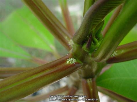 Aphids Or Something Else On My Plumeria In The Pests And Diseases Forum