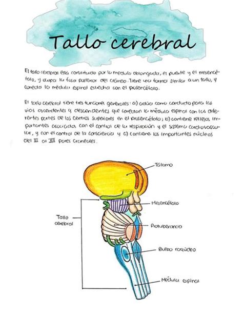 Tallo Cerebral Ana Paola UDocz