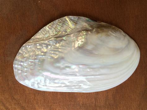 Giant Pearl River Mussel Shell Natural Mother Of Pearl Sea Shell