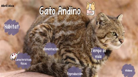 El Gato Andino Abril Alva By Cuartob Primaria On Prezi