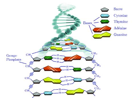 Schéma de la molécule d ADN Download Scientific Diagram