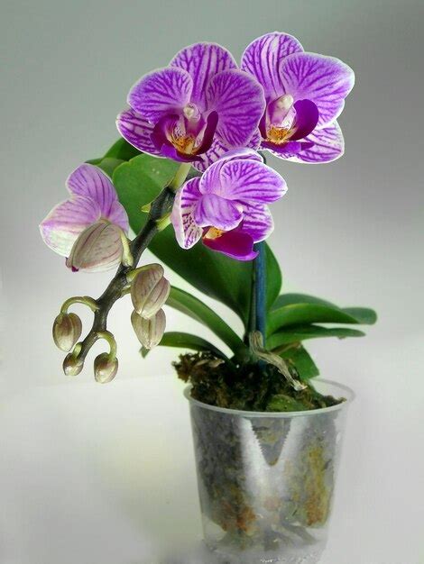 Um Pequeno Ramo De Flor De Orqu Dea Roxa Phalaenopsis Em Uma Panela Em