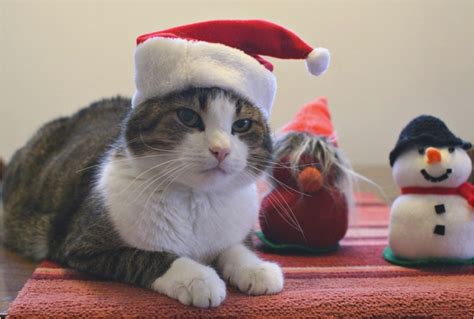 Amarna Artesanato E Imagens Gatos No Natal Em Fotos