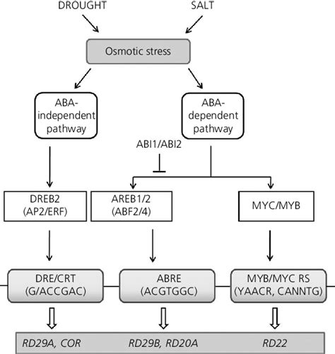 1 Aba Dependent And Aba Independent Pathways Of Stress Response The Download Scientific