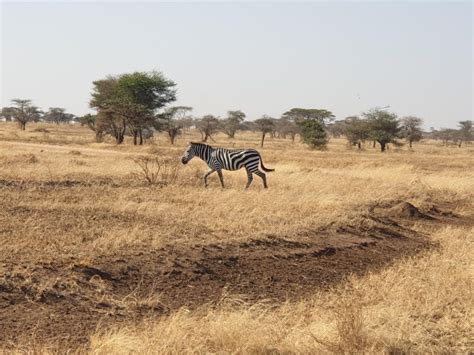 3 Días de safari privado por Tanzania y 2 5 Días de Arteterapia