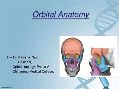 Orbital anatomy