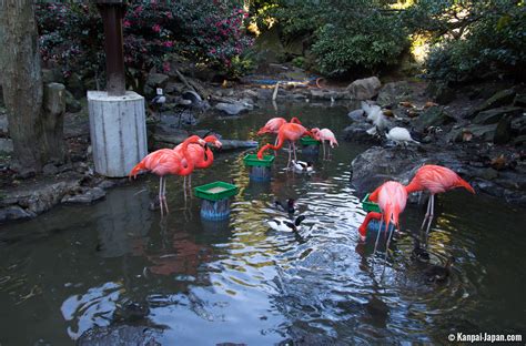 Izu Shaboten Zoo The Cacti And Animal Park