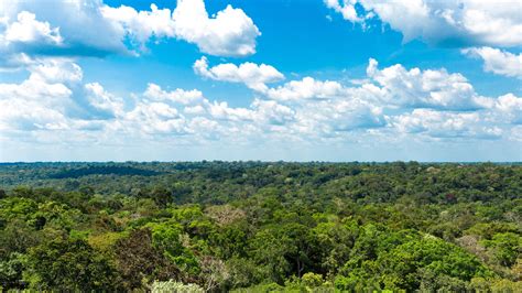 Instituto De Desenvolvimento Florestal E Da Biodiversidade Ideflor Bio