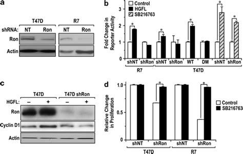 Ron activation induces β catenin dependent activity a Stable Ron