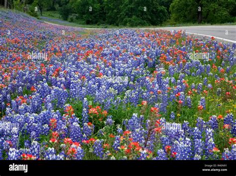 Texas Hill Country Wildflowers Along The 16 Mile Willow City Loop