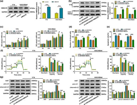 Linc00202 Promotes Retinoblastoma Progression By Regulating Cell Proliferation Apoptosis And