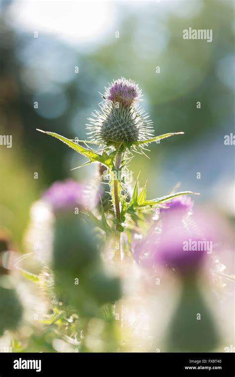 Thistle Scotland Emblem Hi Res Stock Photography And Images Alamy