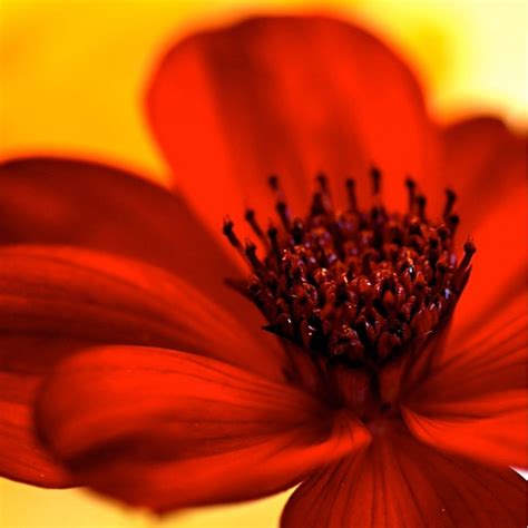 Chocolate Cosmos Unique Flowers Curious Times