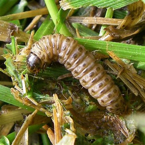 Sod Webworms Infesting Turfgrasses Pest Control Jupiter Termite