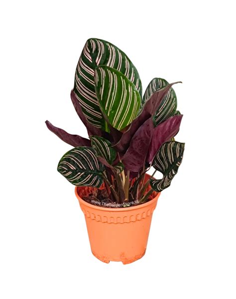 Calathea Sanderiana Pink Pinstripe Potted Plant