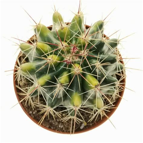 Ferocactus Hamatacanthus F Variegata 10 Cm Cactaceae Giromagi