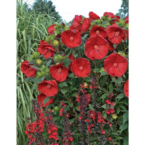 Proven Winners Summerific Cranberry Crush Rose Mallow Hibiscus Live