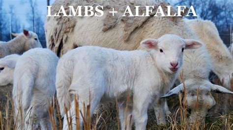 Lambs Enjoying Alfalfa Corderos Disfrutando De Alfalfa Youtube