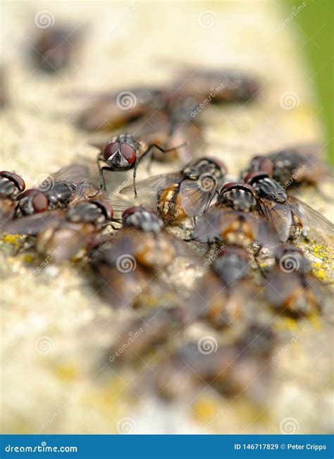 Swarm Of Flies Royalty-Free Stock Image | CartoonDealer.com #48716836