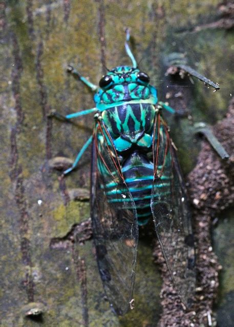 Blue Cicada Beautiful Bugs Cicada Animal Guides