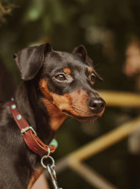 Manchester Terrier Dog Breed Information: Temperament, Size & Care