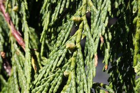 Callitropsis Nootkatensis Pendula Alaska Cedar Nootka Cypress