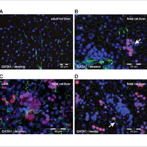 (PDF) Hepatic Stellate Cells Support Hematopoiesis and are Liver-Resident Mesenchymal Stem Cells