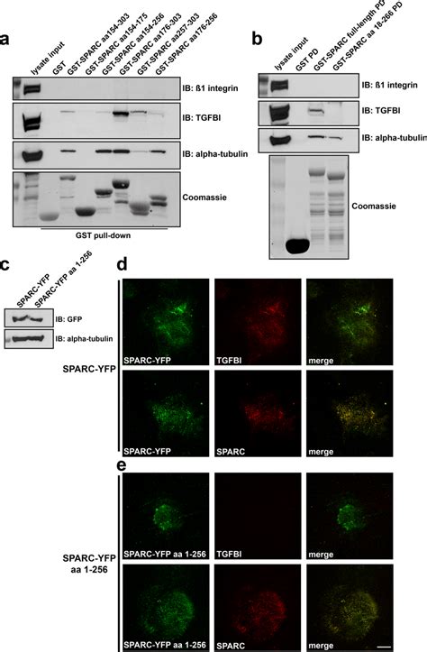 Interaction Of Sparc With Tgfbi Is Necessary For Tgfbi Extracellular