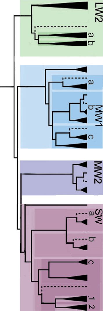 Pancrustacean Rhabdomeric Opsin Phylogeny Reconciled On A Species Tree