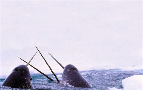 Narwhal Oceana