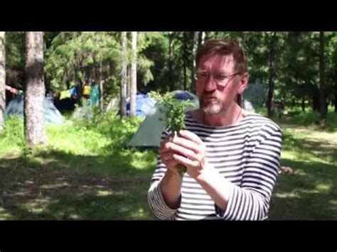 Травник Гордеев о лекарственных травах - YouTube