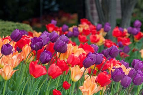 The Rainbow Coalition® Tulip Blend Wholesale Colorblends®