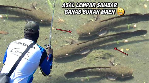 Beruntung Saat Mancing Nemu Ikan Gabus Berkumpul Auto Panen YouTube