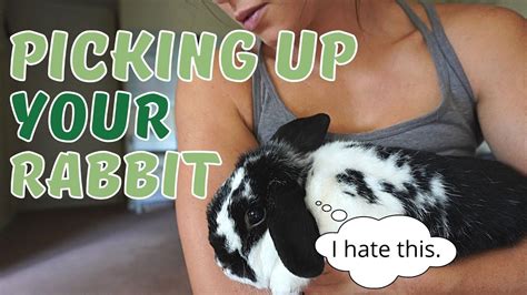 How To Pick Up A Rabbit What If Your Rabbit Hates It Youtube