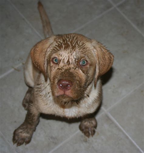 Pictures Of Mud Puppies Crazy Puppy Loves Puddles And Mud Puppy