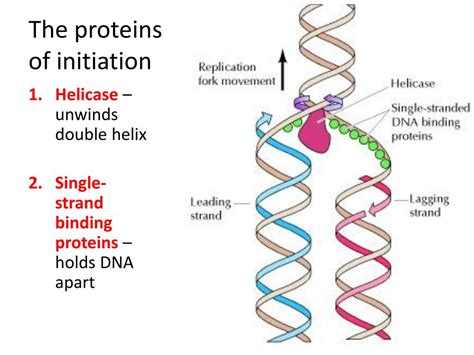 Ppt Dna Replication And Repair Powerpoint Presentation Free Download Id 1984642