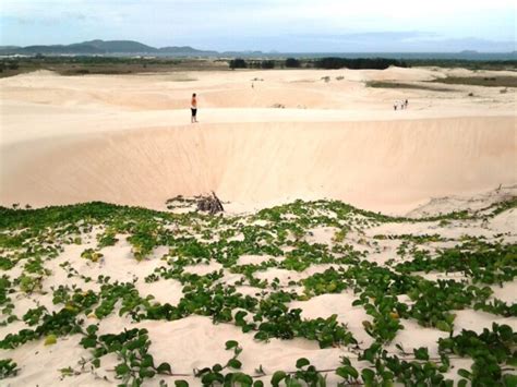 Mahasiswa UGM Ikuti Gerakan Konservasi Gumuk Pasir Di Kawasan Pesisir