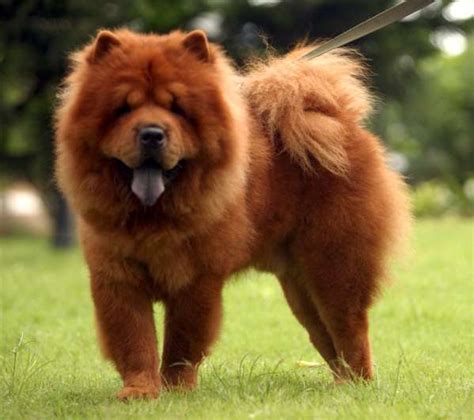 Tudo Sobre A Raça Chow Chow Tudo Sobre Cachorros