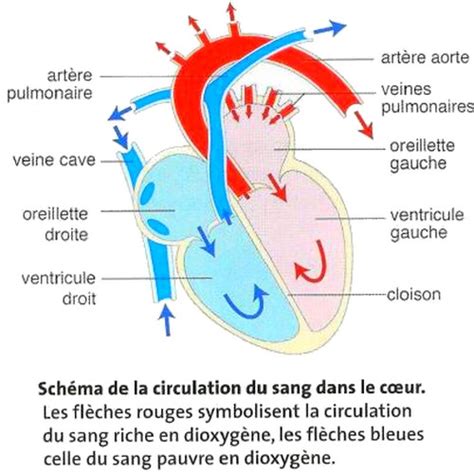 Courir Syst Mes Cardio Vasculaire Et Cardio Respiratoire