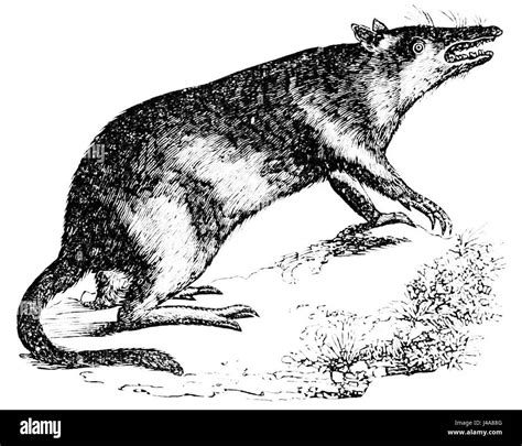 Bandicoot Cut Out Stock Images And Pictures Alamy