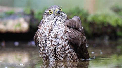 Badderende Sperwer Zelf Geschoten Vroege Vogels Bnnvara