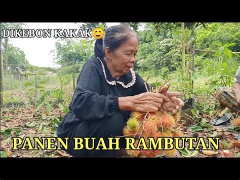 Panen Buah Rambutan Dikebon Kakaksatu Pohon Buahnya Banyak Banget