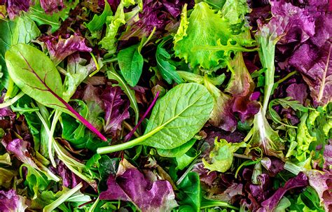 Folhas Para Saladas Cruas - Nomes De Folhas Verdes Para Salada - NAZAEDU